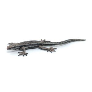Papo Φιγούρα common lizard ( κοινή σαύρα) 50300